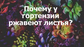 Почему у гортензии ржавеют листья?
