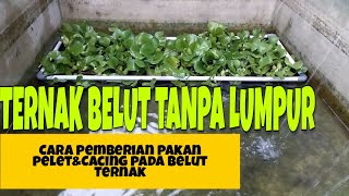 Ternak belut tanpa lumpur/Cara pemberian pakan pelet&Cacing