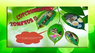 СОРЕВНОВАНИЕ МЕСЯЧНЫХ ХОМЯКОВ В ЛАБИРИНТЕ! ЧАСТЬ 2!