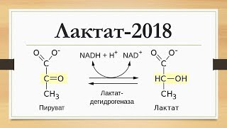 ЛАКТАТ - 2018