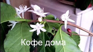 Пахнет паленым ? Всего лишь пересаживаю кофейное дерево