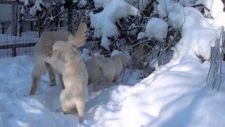 Golden puppies eatind chokoberries/Щенки ретривера едят черноплодку