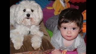 Adorable Relationship Between Babies and Maltese Dogs - Cutest Dog and Baby  Compilation