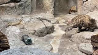 Home Safari – Sand Cat and Black Footed Cat – Cincinnati Zoo