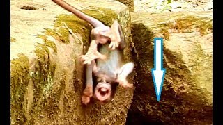 CRY CRY CRY | Big Monkey Tortured Baby Monkey Still Unconscious Crying | Why Mom Not Help Baby?