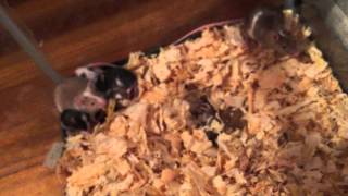 My Baby Mice Opened Their Eyes! ❤️