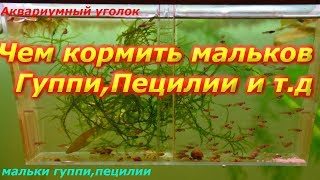 Чем кормить мальков? Гуппи,Пецилмм и т.д