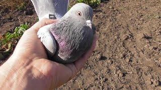 Как летят и играют мои Азиаты и Метисы по ним 20.10.19