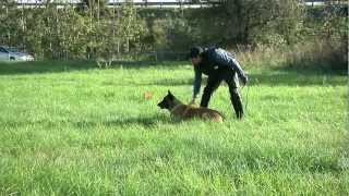 malinois бельгийская малинуа IPO 2 дрессировка