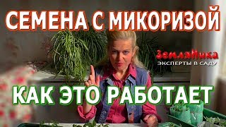 Микориза для рассады: Потрясающая всхожесть томатов. Семена томатов с микоризой гриба.
