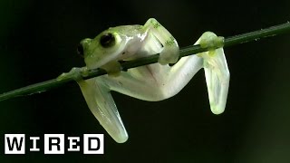 The Glass Frog Isn’t Made of Glass But That Would Be Pretty Cool | WIRED
