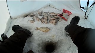РАЗДАЧА ЗИМНЕГО КАРАСЯ !!! ЯПОНСКАЯ МАСТЫРКА .HERABUNA.