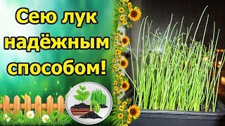 ЛУК НА РАССАДУ – САМЫЙ ПРОВЕРЕННЫЙ, НАДЕЖНЫЙ СПОСОБ! ВЫРАЩИВАНИЕ ЛУКА ИЗ СЕМЯН ЗА СЕЗОН!