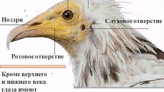 Внешнее строение птиц