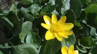 ЖАБНИК (ЧИСТЯК ВЕСЕННИЙ) Цветение и опыление Пчелой. BEE SLOW MOTION