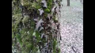 Плющ обыкновенный (Hedera helix)