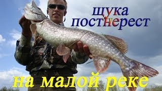 Особенности ловли щуки малых рек после нереста