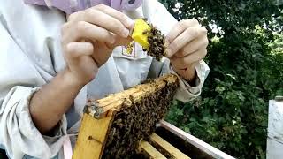 подсадка  ио матки. Пришлось использовать кардинальный метод.