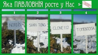 Яка павловнія росте у Нас