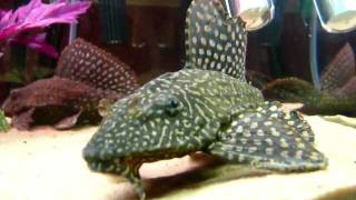 Oscar Vs Angry Pleco fish tank