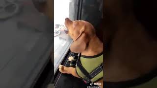 Обезьяна издевается над собакой