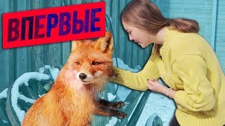 ВПЕРВЫЕ: большая ЛИСА // день с Лисом