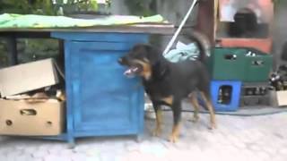 Собака танцует ламбаду 2