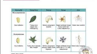 Plantae Part 2