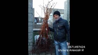 Новинки винограда 2019 год