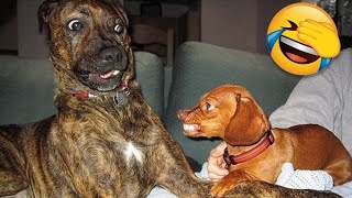 Funny Dogs And Other Animals That Will Make You Laugh All Day Long