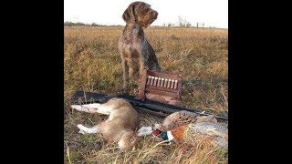 ДЕНЬ ОХОТЫ! охота на зайца и утку 2018 / отличная охота
