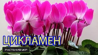 Цикламен уход в домашних условиях / Циклам из семян