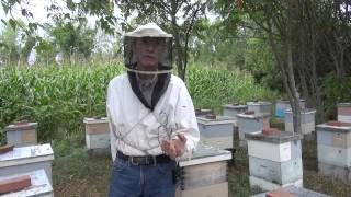 Michael Palmer - On Package Bees