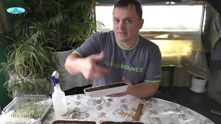 Петуния, посеяная именно так, всегда отлично взойдёт! Как правильно посеять петунию.