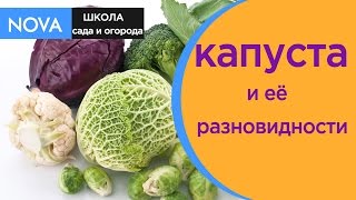 Сорта капусты. Разновидности и сорта капусты.Обзор.NOVA