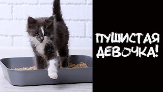 АНЕКДОТ ПРО КОШКУ!
