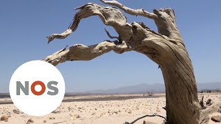 ZUID-AFRIKA: 'Ergste droogte in 100 jaar'