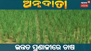 AGRICULTURE NEWS IN ODIA | "ବୈଜ୍ଞାନିକ ପଦ୍ଧତିରେ ଚାଷ" | 11 SEPT 2018 | News18 Odia