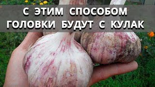 Не сажайте лук и чеснок пока не подготовите правильно место для посадки.