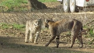 These Bobcats Are About to Have Sex in the Wild...
