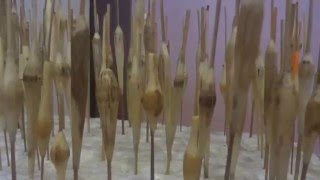 Заготовки поплавков обработал разогретым льняным маслом. 8 февраля 2016 года.