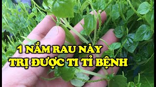 Loài cỏ dại mọc đầy ở Việt Nam lại là loại ''thần dược'' chữa được nhiều bệnh nhiều người thờ ơ