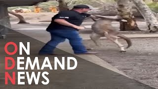 American Tourist Fights Off Feisty Kangaroo ???? #shorts