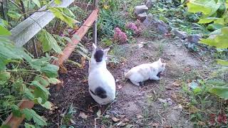 КОШКА УЧИТ СВОЕГО КОТЕНКА ОХОТИТЬСЯ НА ДИЧЬ