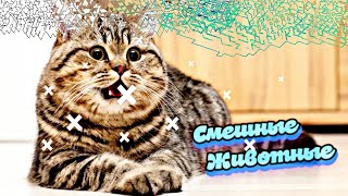 Смешные Животные
