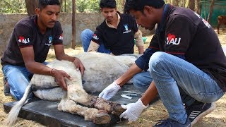 Donkey rescued with rope hidden inside flesh. Happy now.