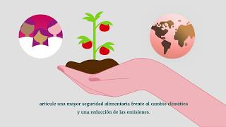 Explicación del proceso de Labor conjunta de Koronivia sobre la agricultura