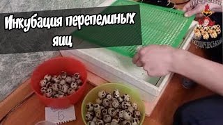 Инкубация перепелиных яиц - Отбор яиц и способы инкубации