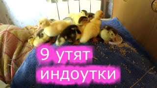 Мои первые утята\ Бомбалейло и нытье\Мое хозяйство-мое богатство