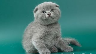 шотландская вислоухая кошка описание породы содержание и уход